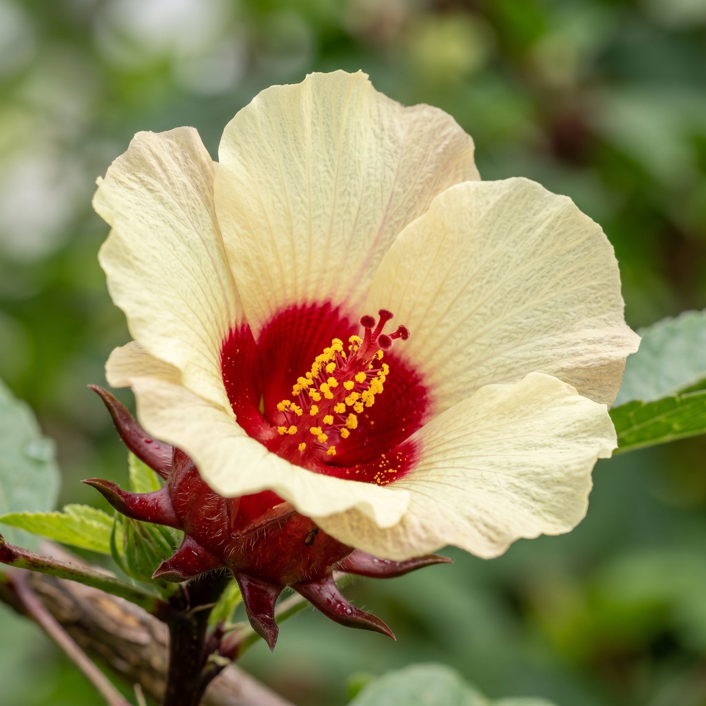 Roselle Seeds (Hibiscus sabdariffa) Flower Plant for Garden Growing
