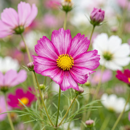 Cosmos Sensation Mix Flower Seeds for Colorful Garden Flower Planting