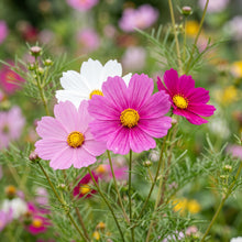 Cosmos Sensation Mix Flower Seeds for Colorful Garden Flower Planting