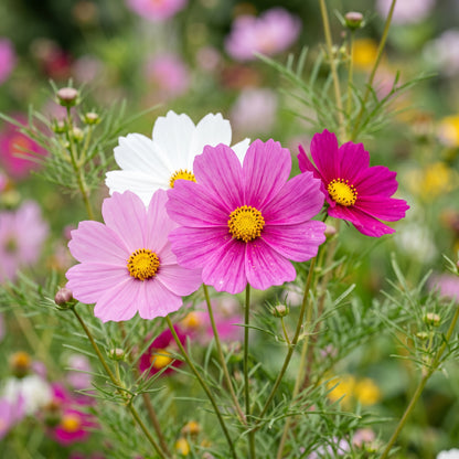Cosmos Sensation Mix Flower Seeds for Colorful Garden Flower Planting
