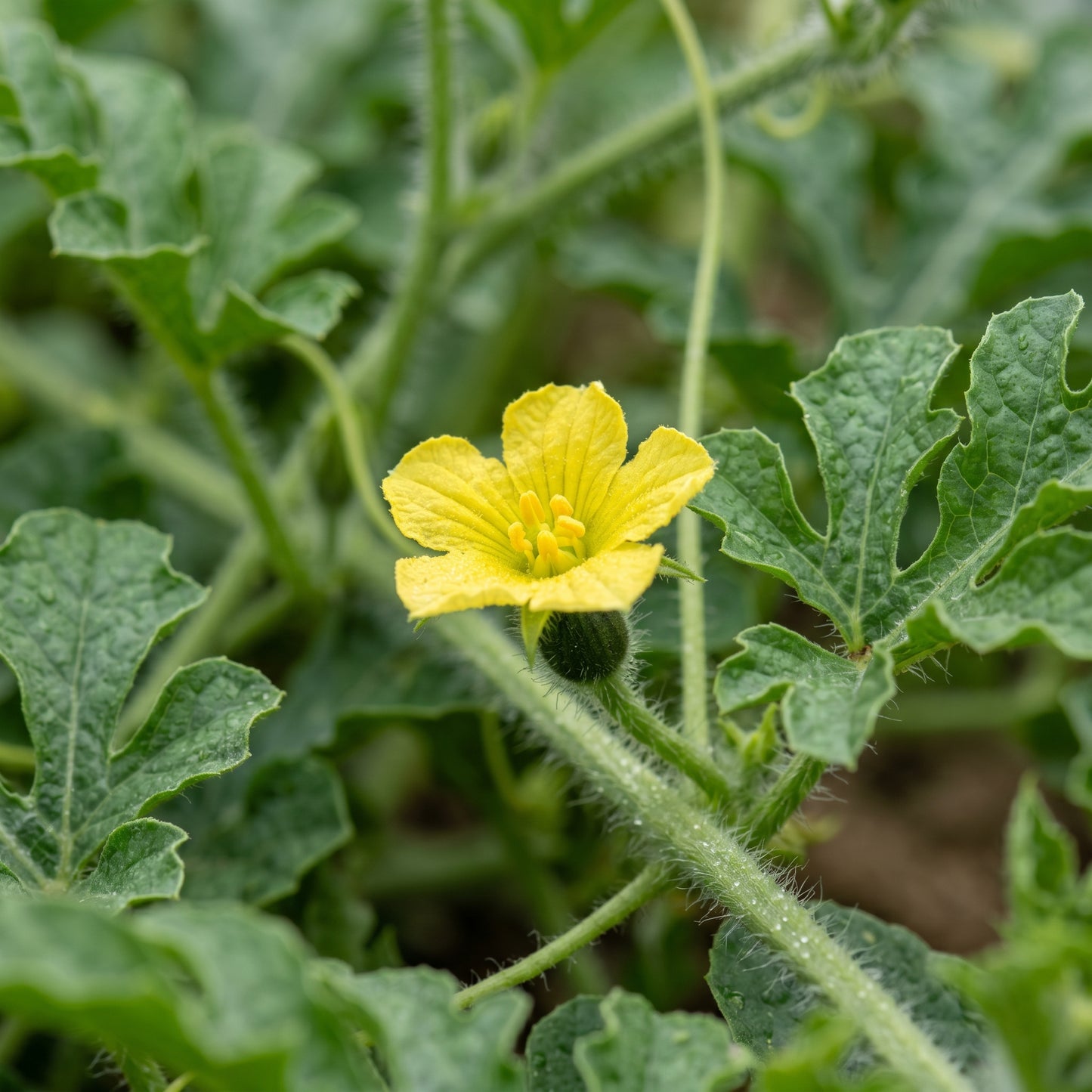 Watermelon Seeds Sweet Variety for Garden Fruit Growing