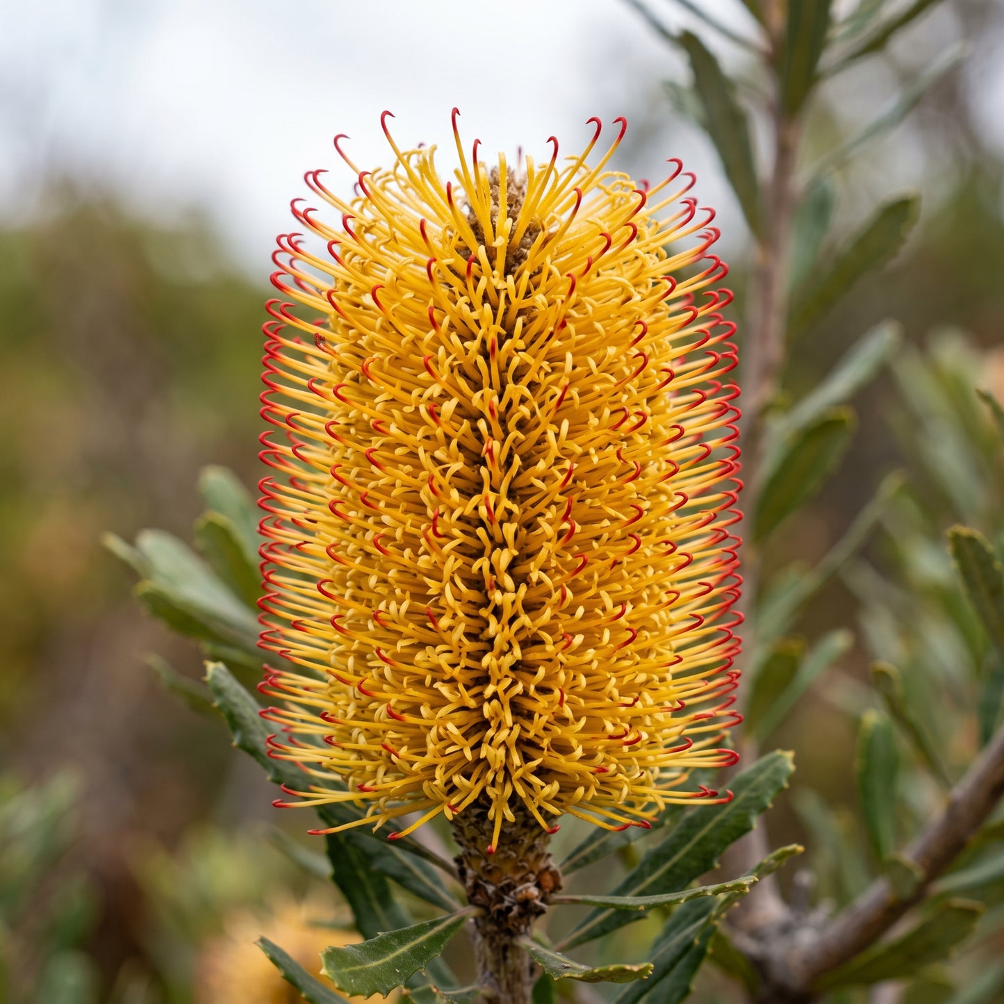 Banksia Seeds Hairpin Variety for Garden Planting