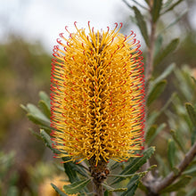 Banksia Seeds Hairpin Variety for Garden Planting