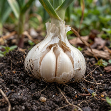 Garlic Cloves for Kitchen Garden Growing