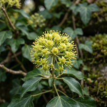 English Ivy Seeds for Indoor and Outdoor Planting