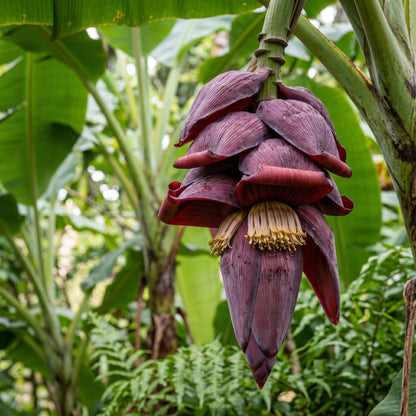 Banana Seeds Plant for Tropical Garden Growing
