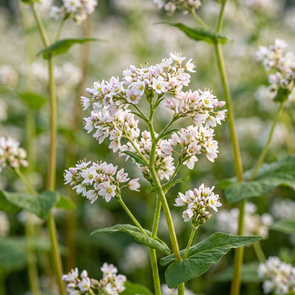 Buckwheat Seeds for Cover Crop Growing