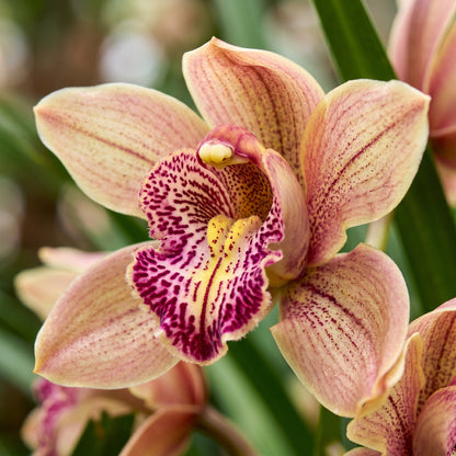 Cymbidium Orchid Seeds Flower Plant for Garden Growing