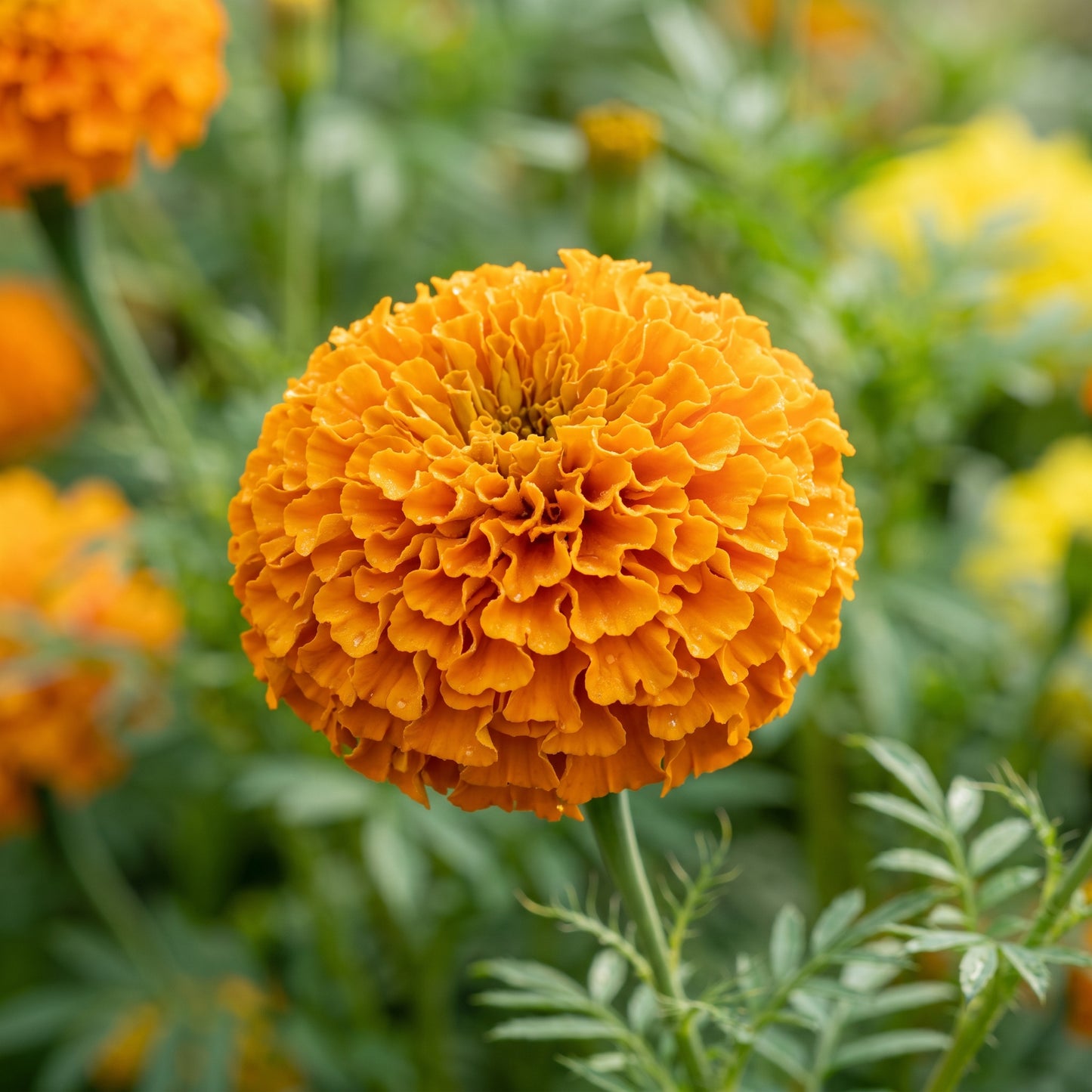 Marigold Seeds Flower Plant for Garden Growing