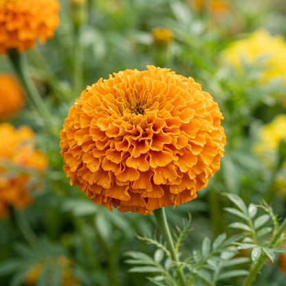 Marigold Seeds Flower Plant for Garden Growing