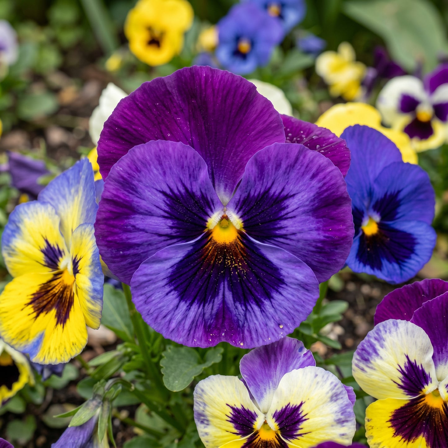 Pansy Seeds Swiss Giant Flower Plant for Garden Growing