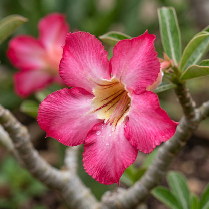 Desert Rose Seeds Flower Plant for Garden Growing