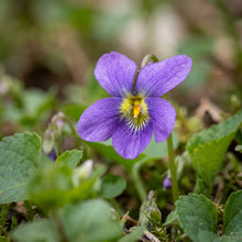 Violet Seeds Flower Plant for Garden Growing