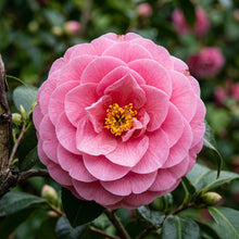 Camellia Seeds Flower Shrub for Garden Growing