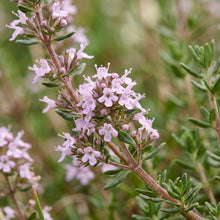 Thyme Seeds Herb Plant for Garden Growing