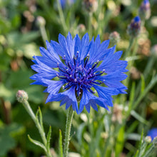 Cornflower Seeds Flower Plant for Garden Growing