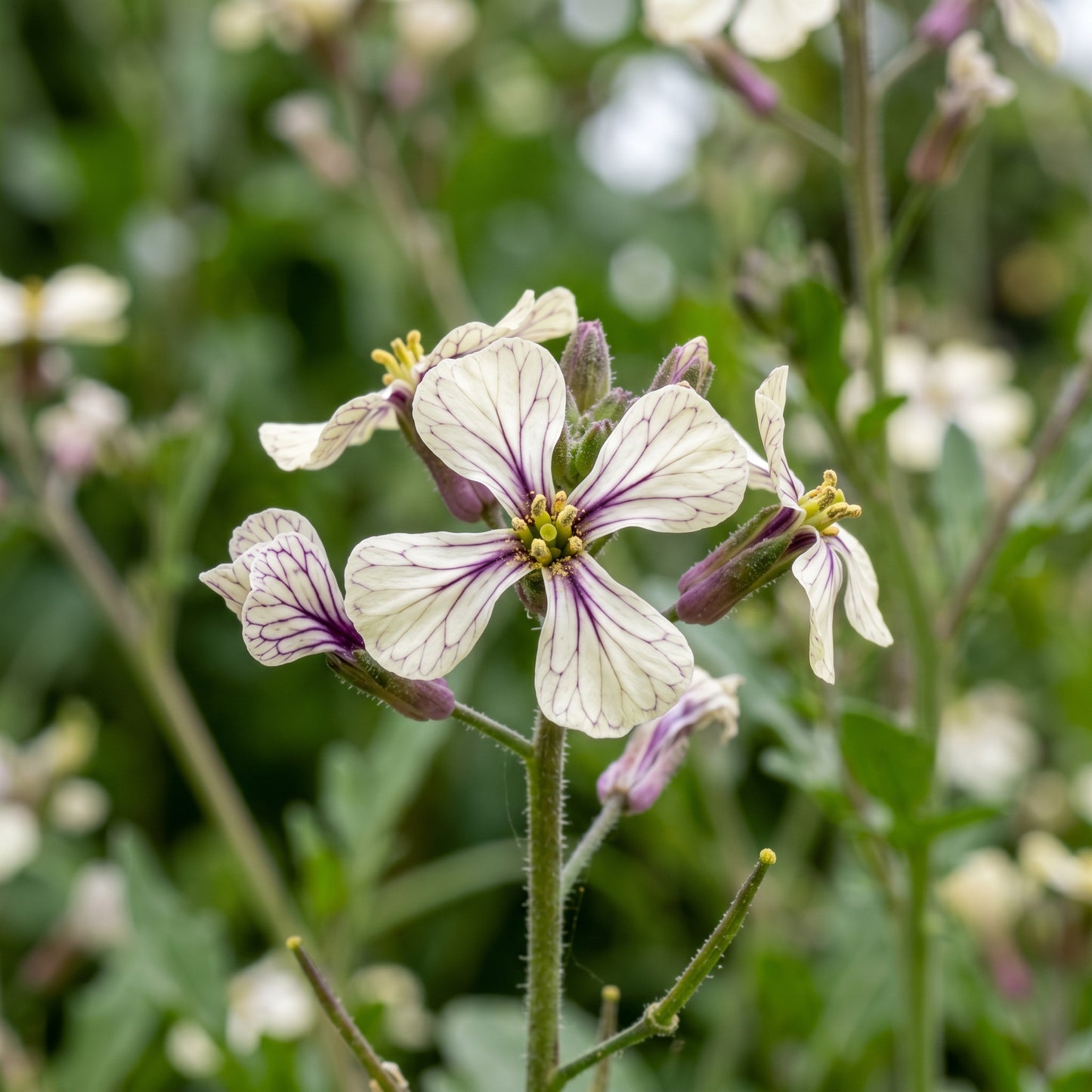 Arugula Seeds Leafy Vegetable for Garden Growing
