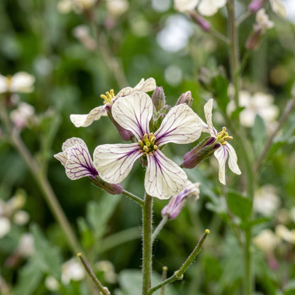 Arugula Seeds Leafy Vegetable for Garden Growing