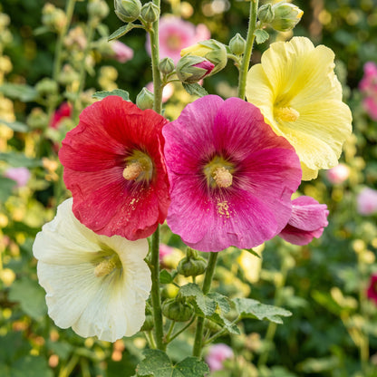 Hollyhock Seeds Flower Plant for Garden Growing