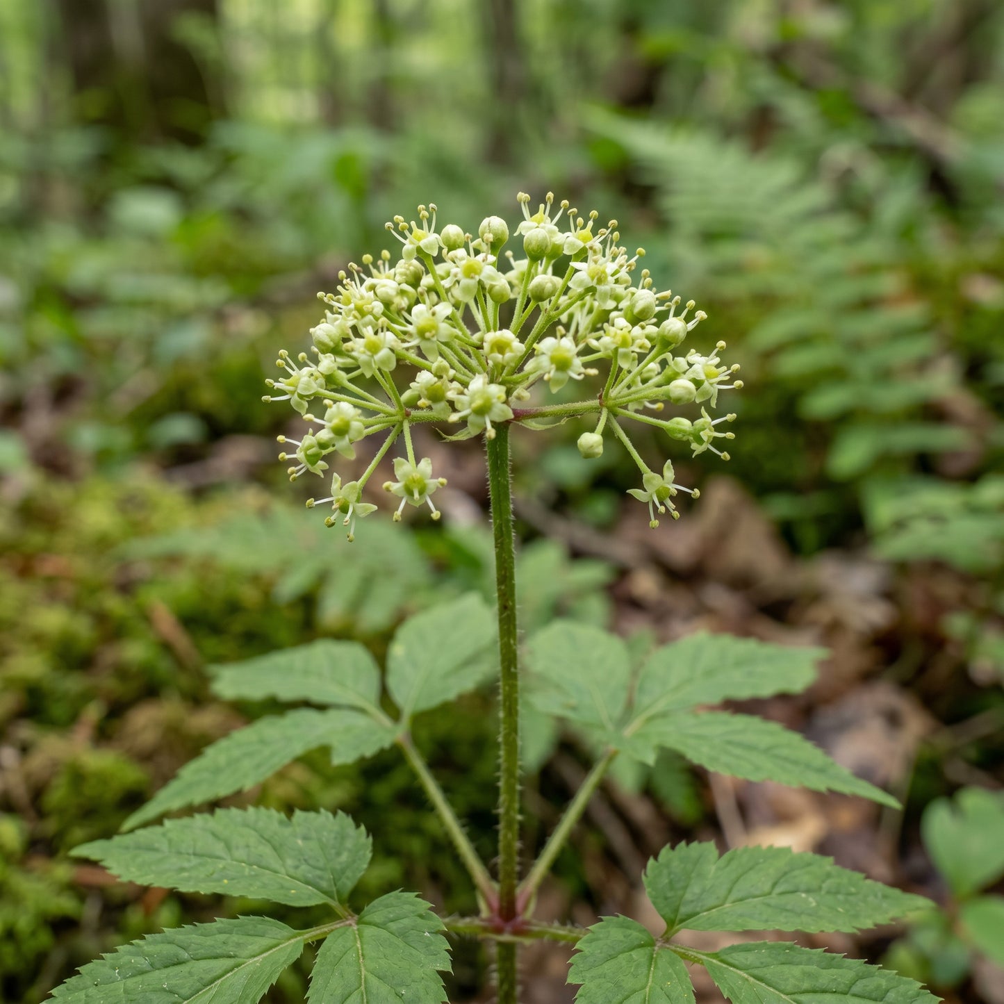 Ginseng Seeds Plant for Shaded Garden Growing