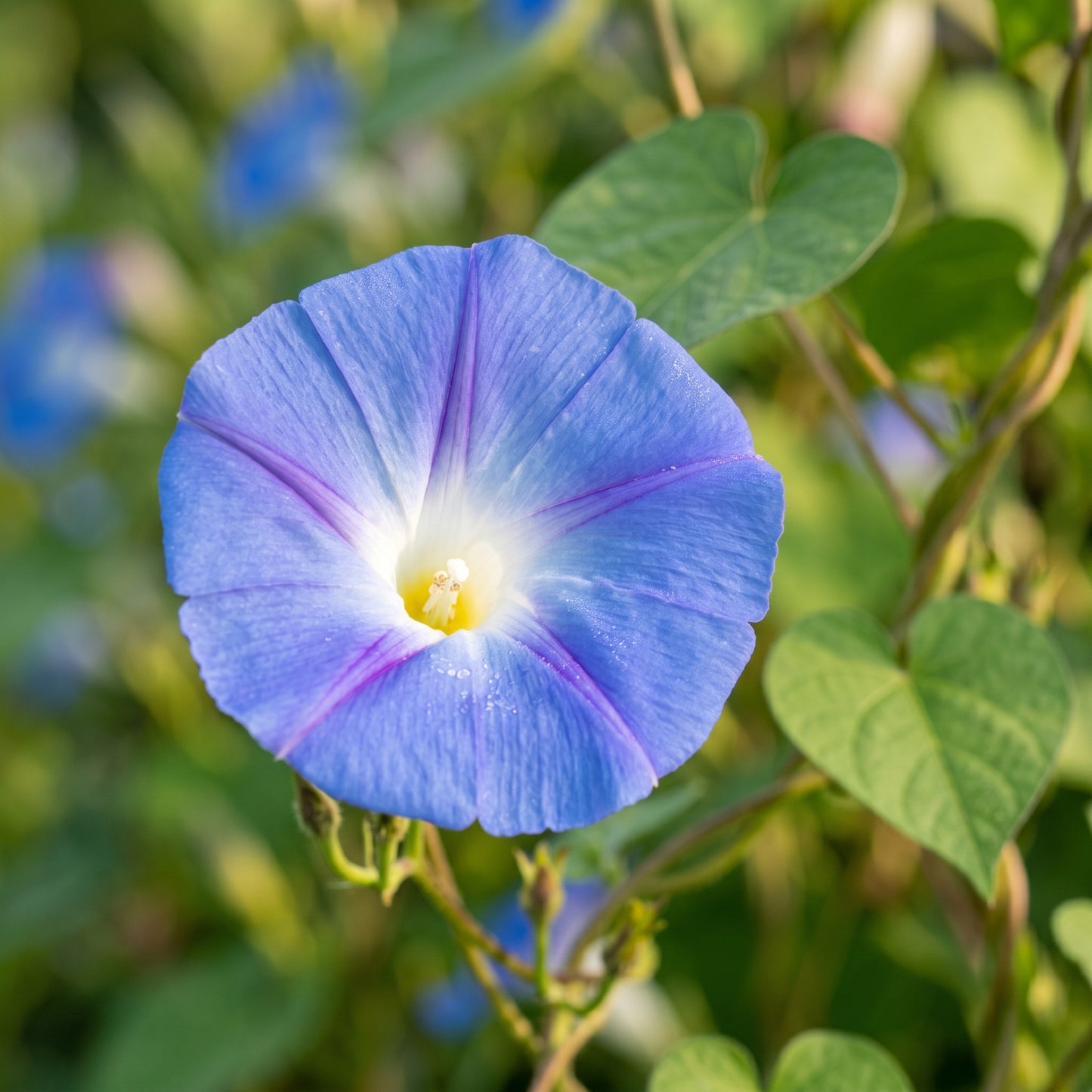 Morning Glory Seeds Climbing Flower Plant for Garden Growing