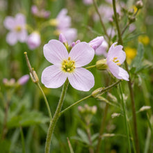 Cuckoo Flower Seeds Wild Flower Plant for Garden Growing