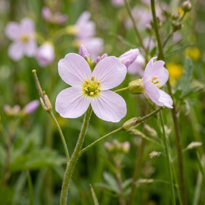 Cuckoo Flower Seeds Wild Flower Plant for Garden Growing