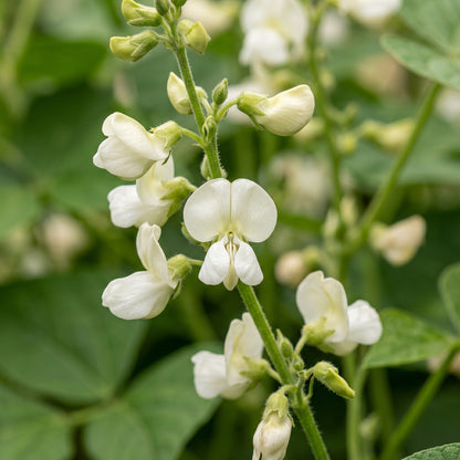 Bush Bean Seeds Vegetable Plant for Garden Growing