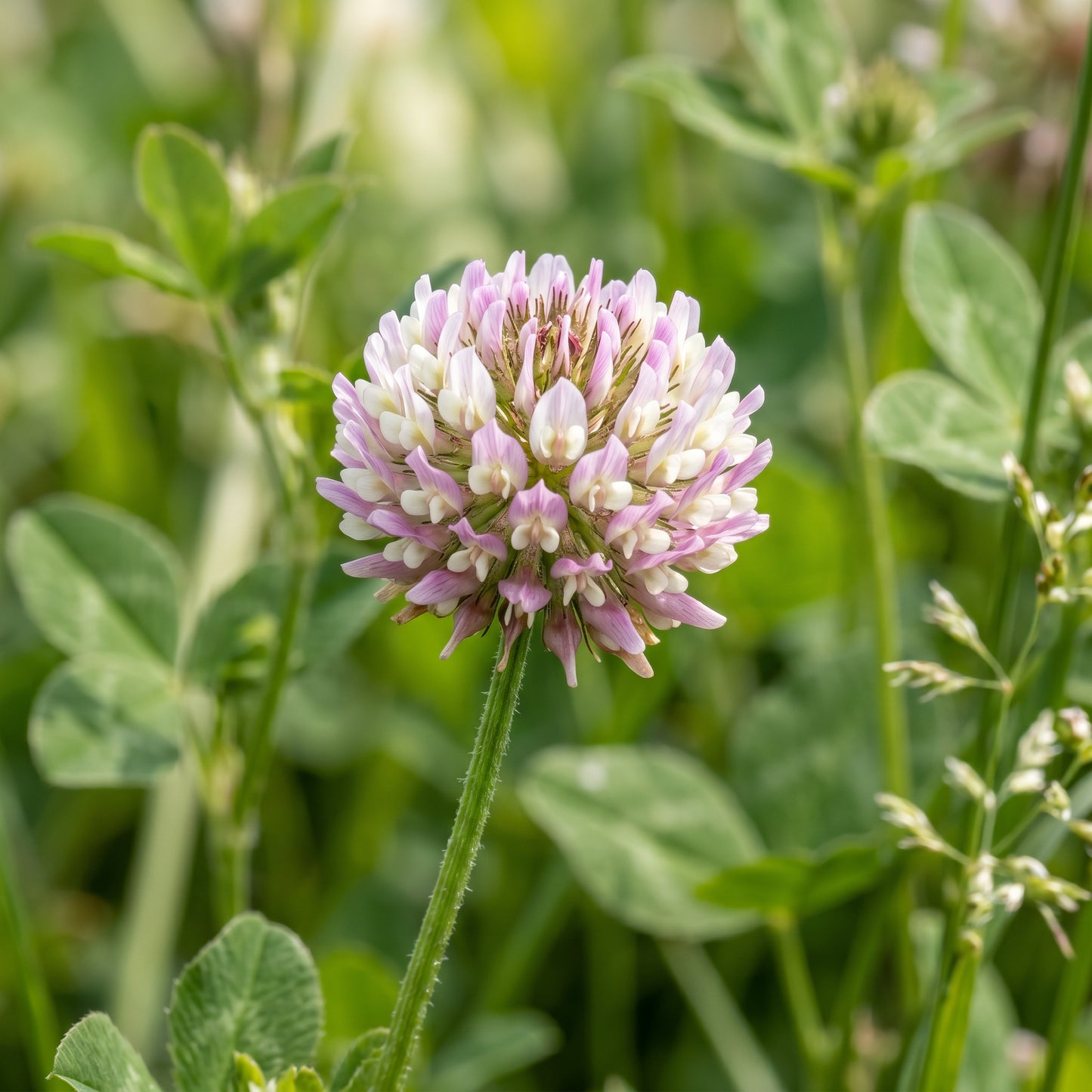 Clover Seeds Flower Plant for Garden Ground Cover