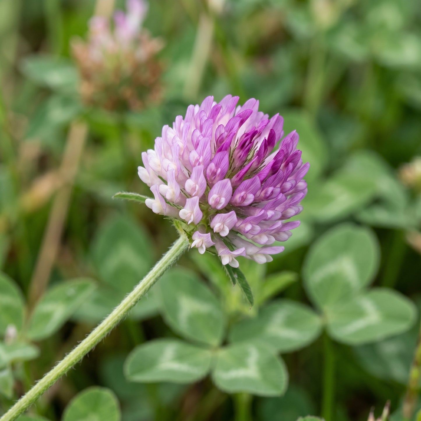 Clover Seeds Flower Plant for Garden Ground Cover