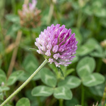 Clover Seeds Flower Plant for Garden Ground Cover