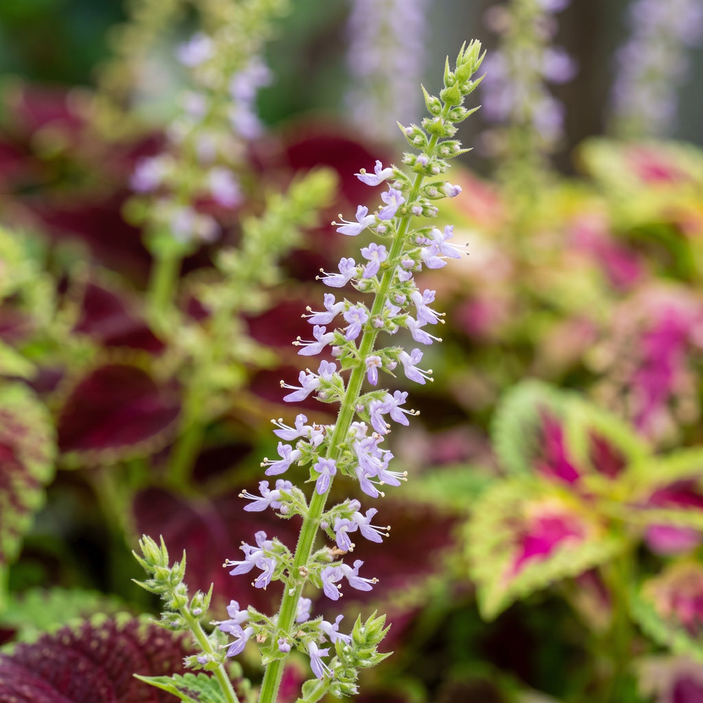 Coleus Seeds Foliage Plant for Indoor and Outdoor Growing