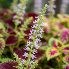 Coleus Seeds Foliage Plant for Indoor and Outdoor Growing