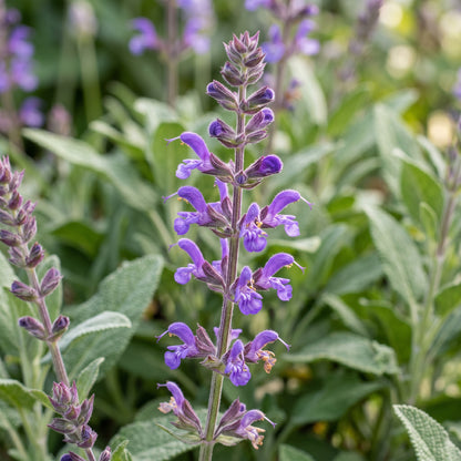 Sage Seeds Herb Plant for Garden Growing