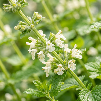Lemon Balm Seeds Herb Plant for Garden Growing