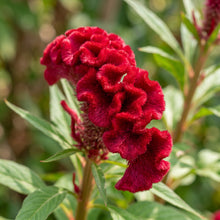 Cockscomb Seeds Flower Plant for Garden Growing