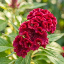Cockscomb Seeds Flower Plant for Garden Growing