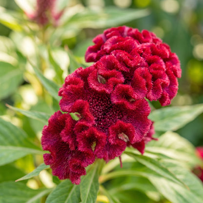 Cockscomb Seeds Flower Plant for Garden Growing