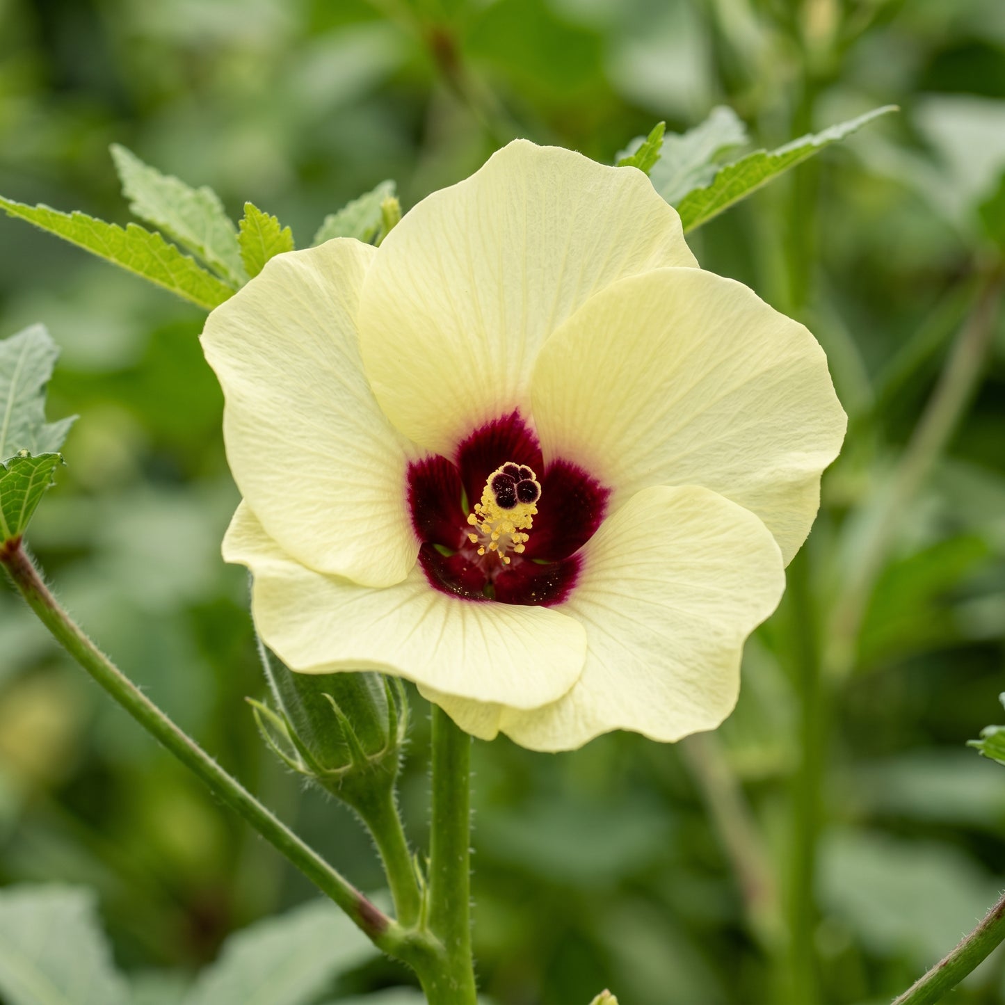 Okra Seeds Vegetable Plant for Garden Growing