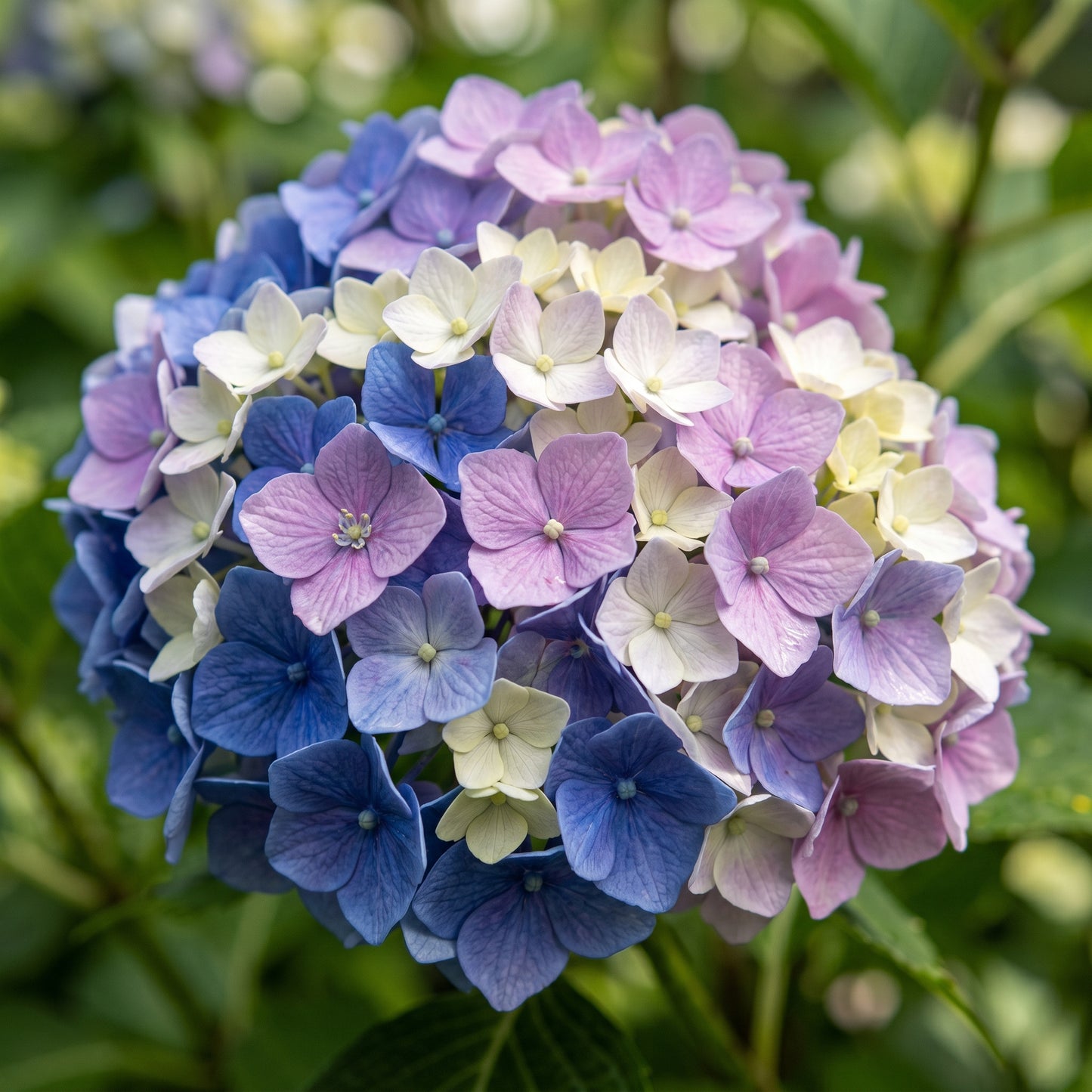 Hydrangea Seeds Flower Shrub for Garden Growing