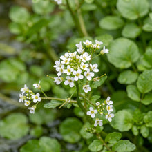 Watercress Seeds Leafy Herb Plant for Garden Growing