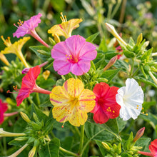 Four O Clock Flower Seeds Mixed Colors for Garden Growing