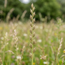 Ryegrass Seeds Lawn Grass for Garden and Landscape Growing