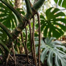 Monstera Seeds Indoor Foliage Plant for Home Growing