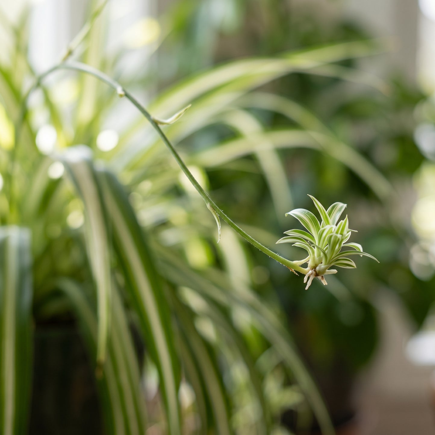 Spider Plant Seeds Indoor Foliage Plant for Home Growing