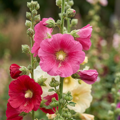Hollyhock Mix Seeds (Alcea rosea) for Garden Flower Planting