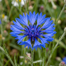 Blue Flower Seeds for Garden Growing
