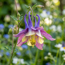 Columbine Seeds Flower Plant for Garden Growing