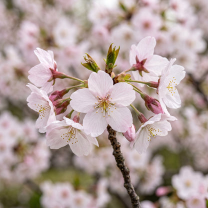 Cherry Blossom Seeds Flower Tree Plant for Garden Growing