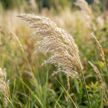 Reed Grass Seeds Lawn Plant for Garden Growing